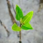 Mangrove Environmental Awareness Project