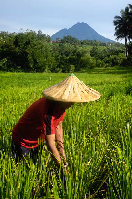 Rice Farmer in Field with Matutum Volcano in Background