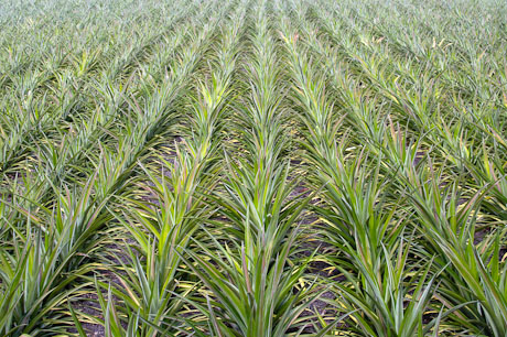Dole Pineapple Plantation