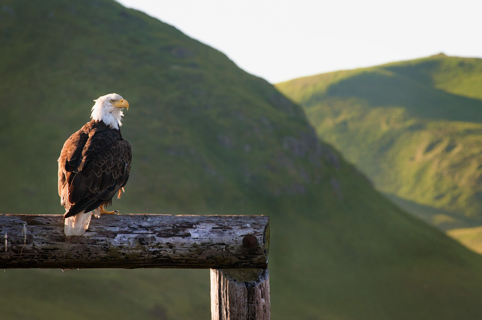 Bald Eagle, Dutch Harbor, Alaska
