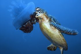 Conservation and Nature