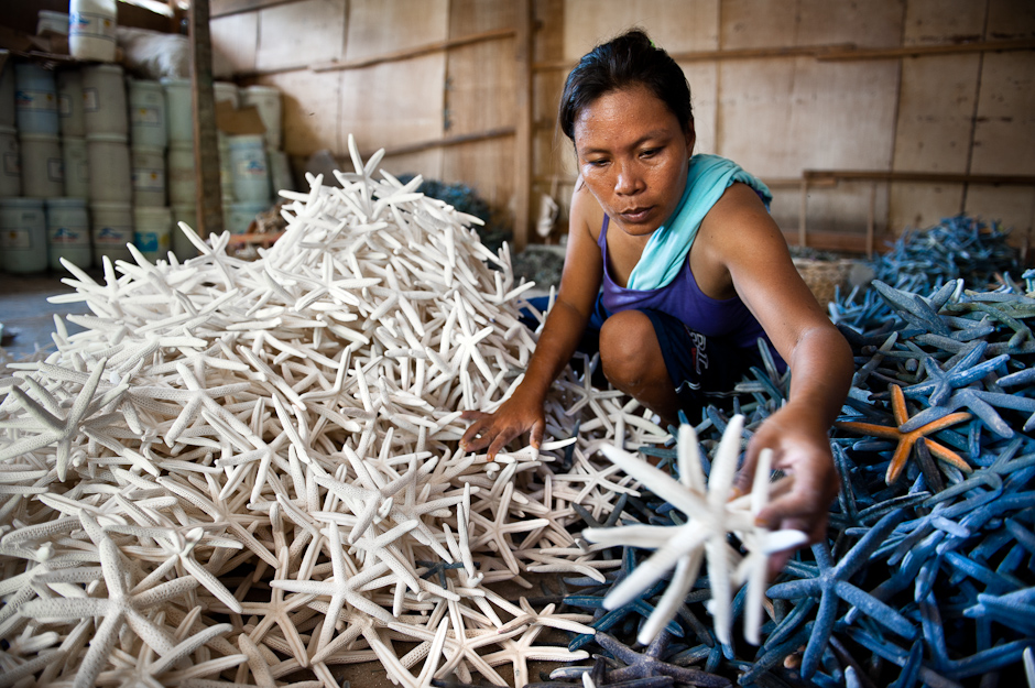 Sorting the bleached starfish from the ones with natural color.