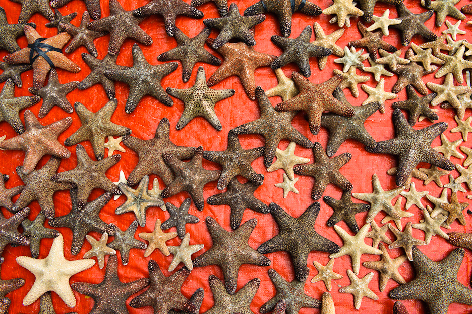 Different varieties of starfish being dried in the sun.