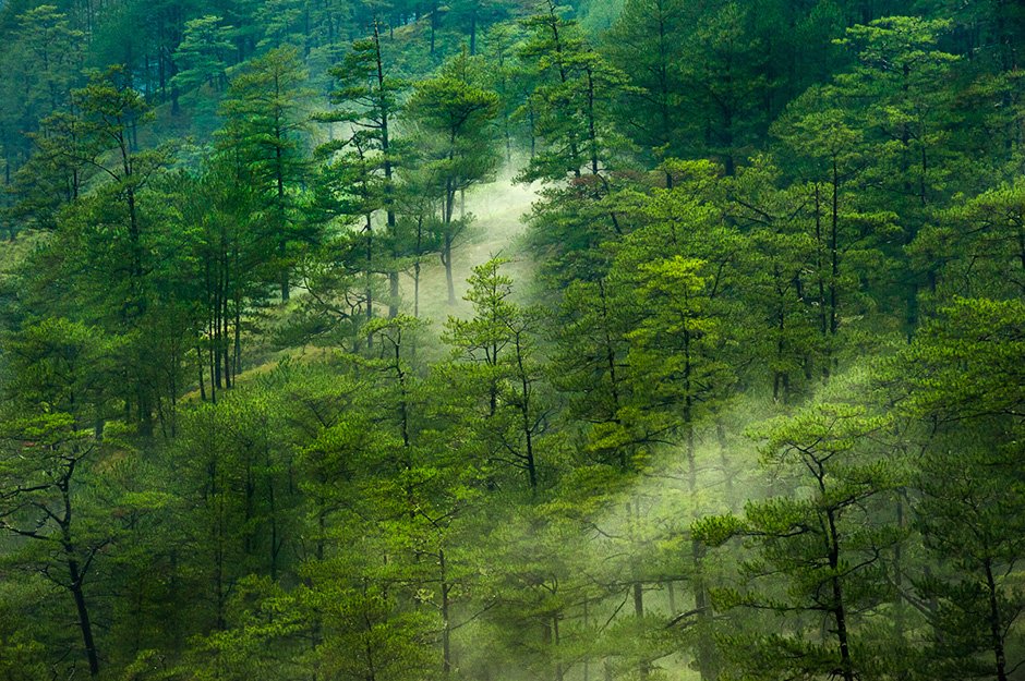 Pine Forest in the Cordilleras