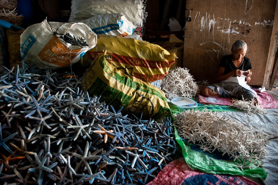 Preparing star fish for export