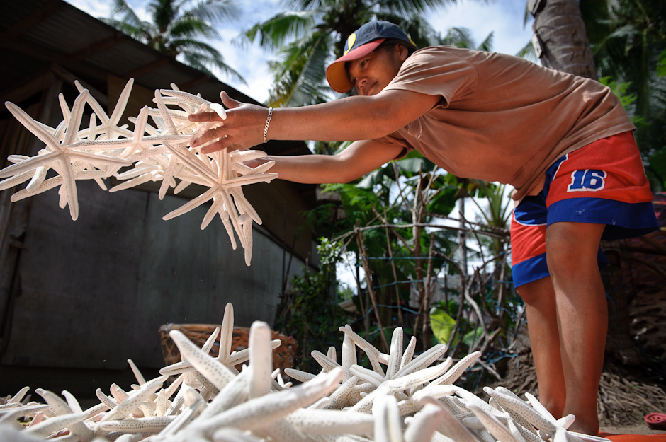 Setting the bleached starfish out to dry