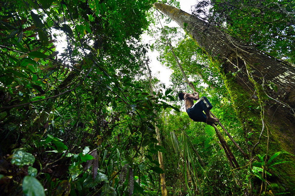 Jeffery climbing to get honey