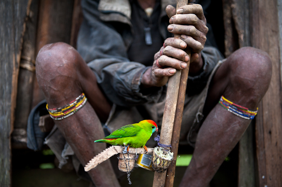 Capturing birds to sell