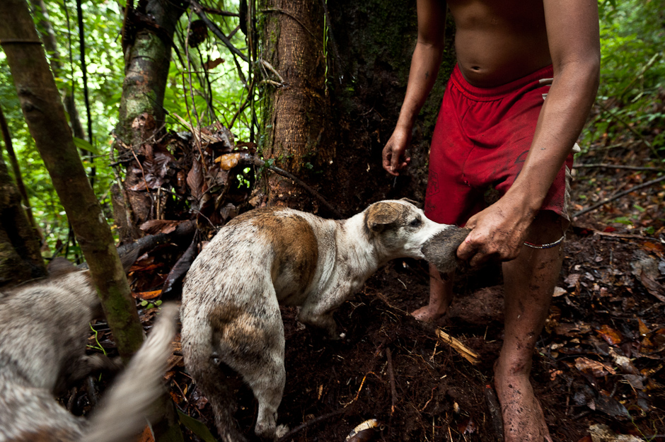 Hunting for forest rats