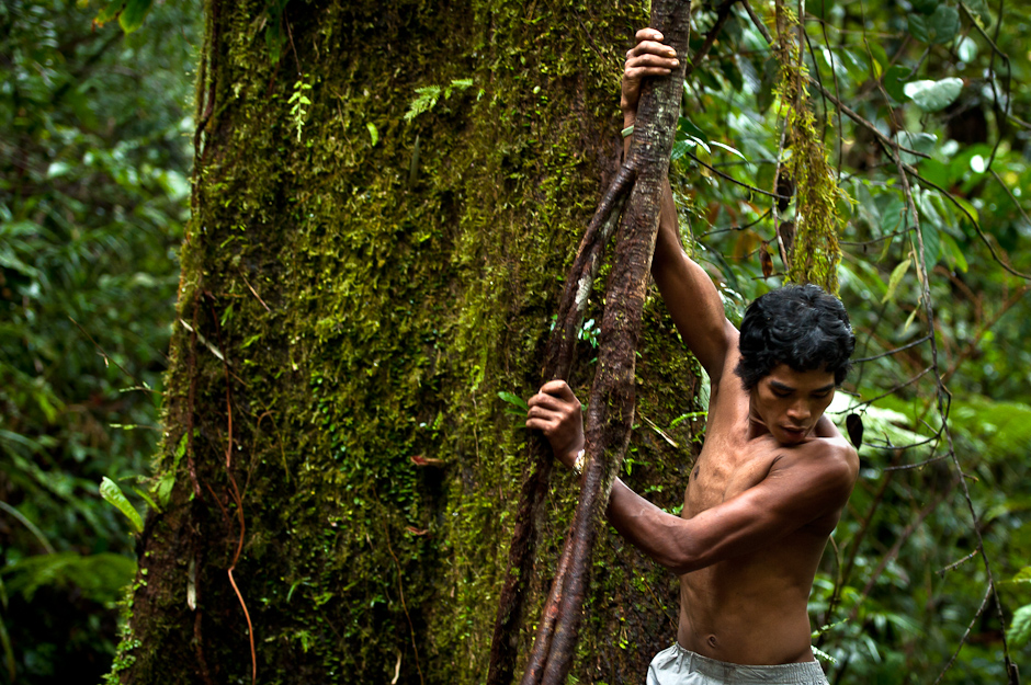 Manobo man climbing tree to collect honey