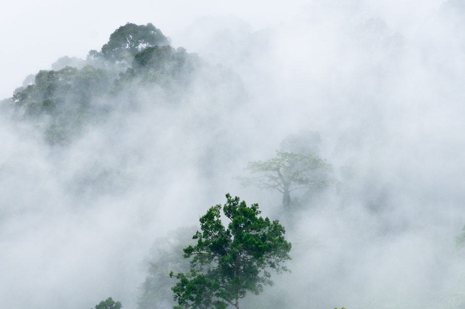 Rainforest after an afternoon shower