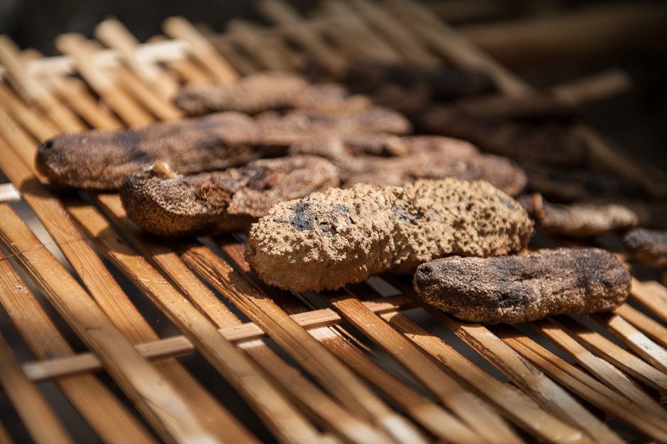 Dried sea cucumbers