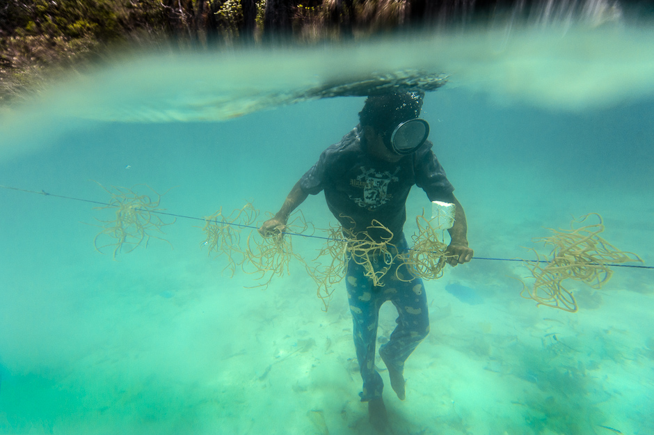 Seaweed gatherer