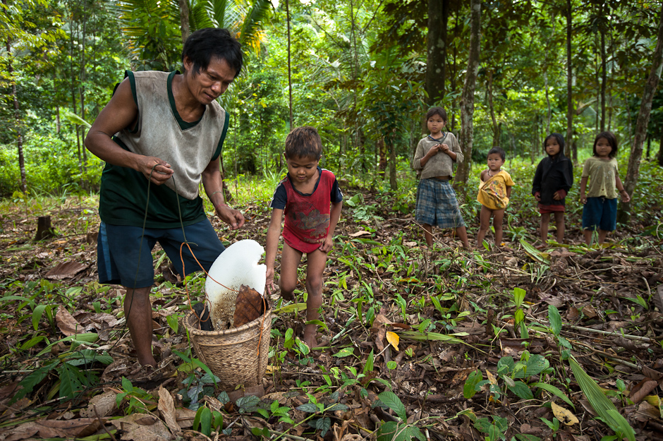 Collecting honey