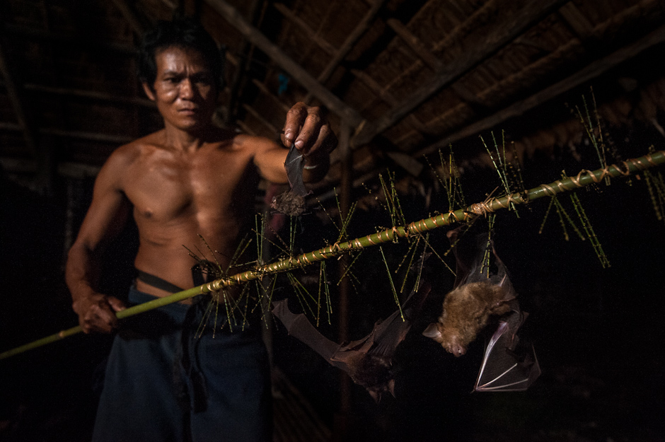 Removing bats from the bat catcher
