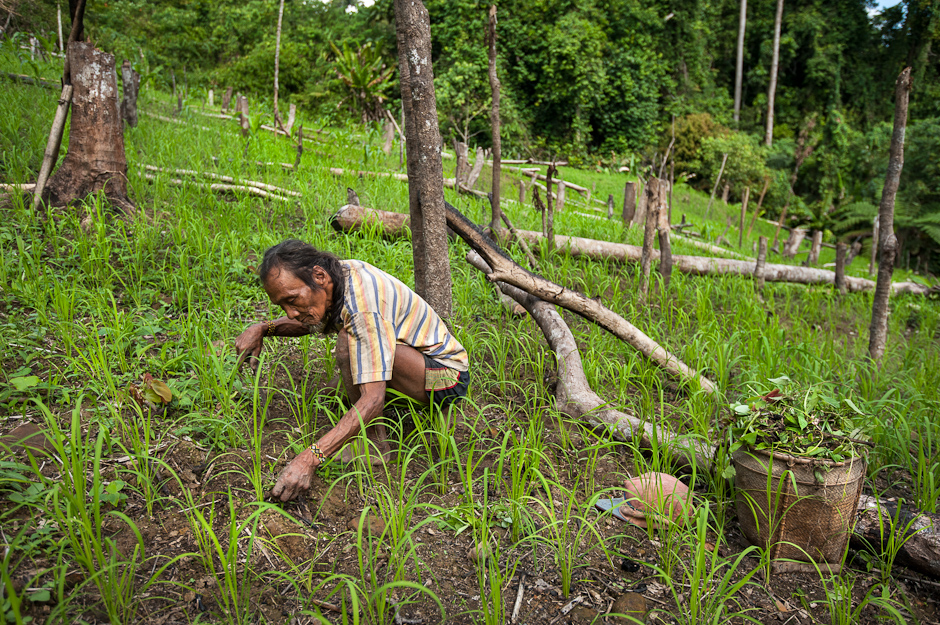 Farming a kaingin field