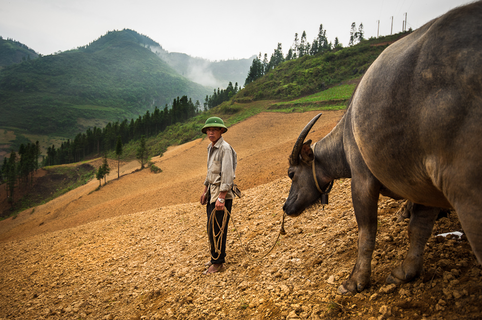 Hmong man with his water buffalo