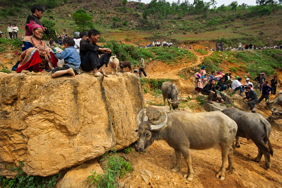 Can Cau livestock market