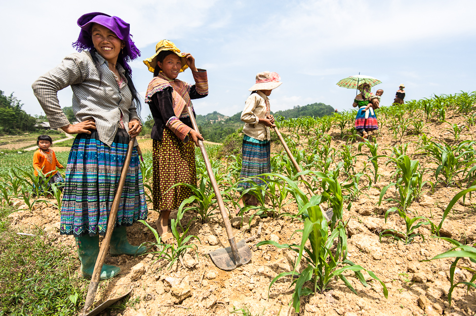 Hmong women in field