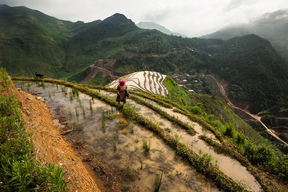 Hmong women on rice terraces