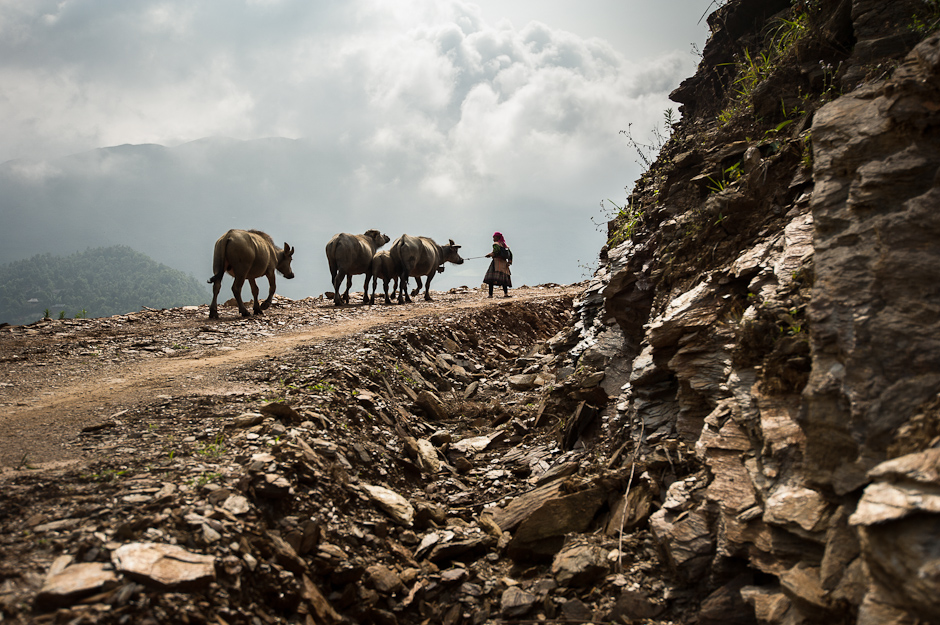 Moving water buffalo
