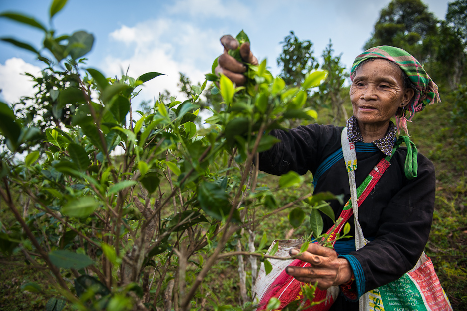 Tay women collecting tea