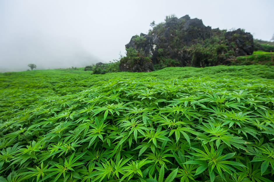 Marijuana plants are grown for hemp