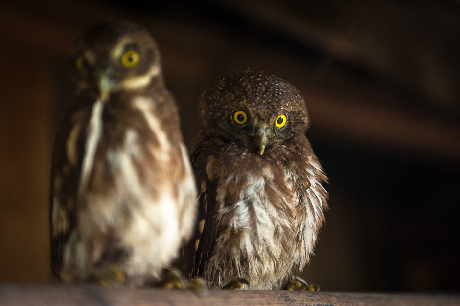 Owls for sale