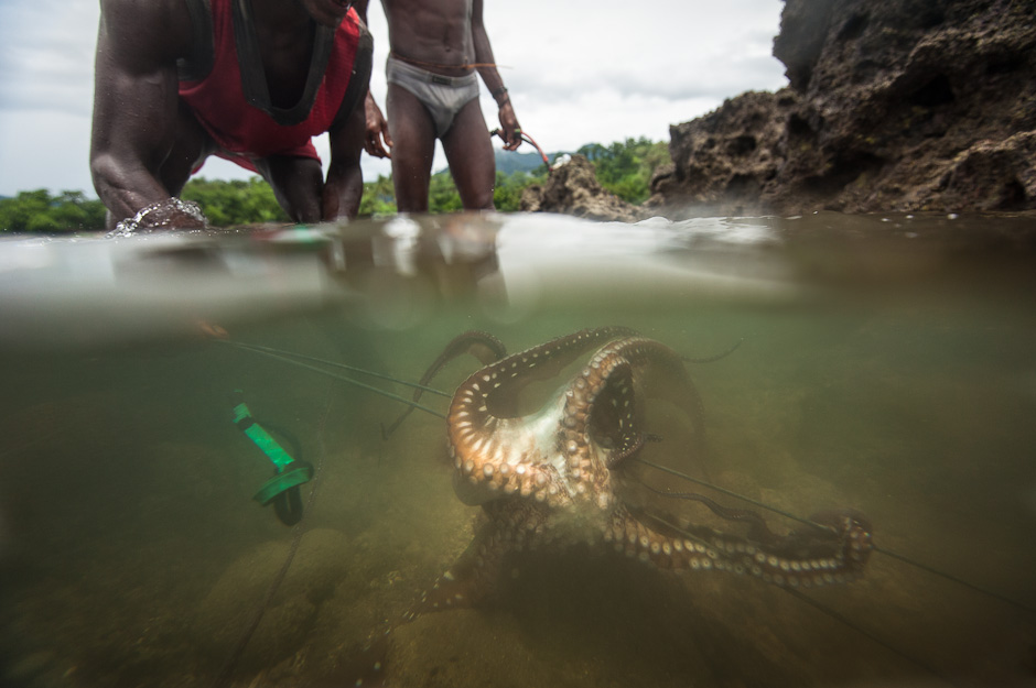 Catching an octopus