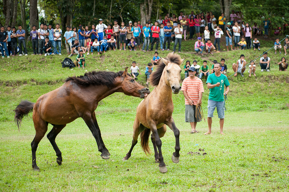Horse fighting in open field