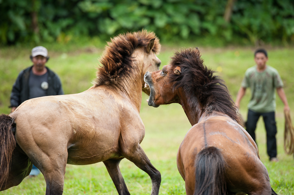 Fighting horses