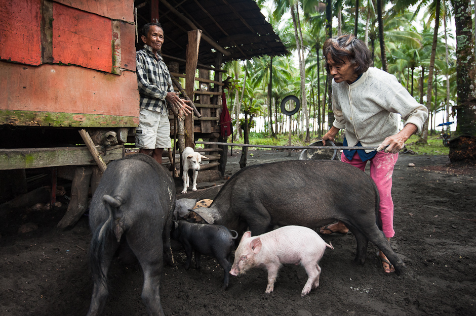 Feeding pigs