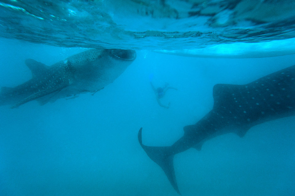 Whale sharks in Oslob