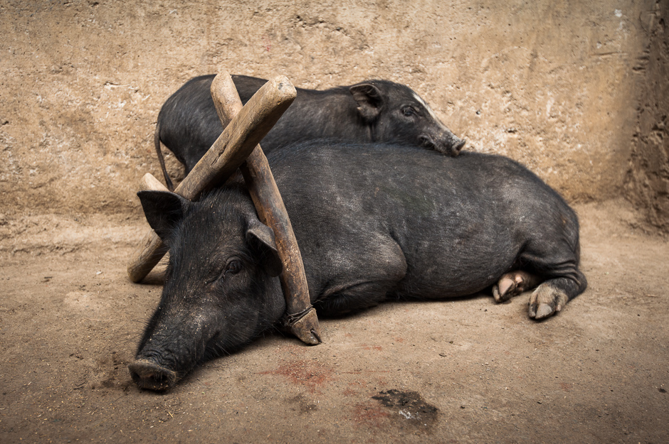 Criminal Pig Criminal Pig