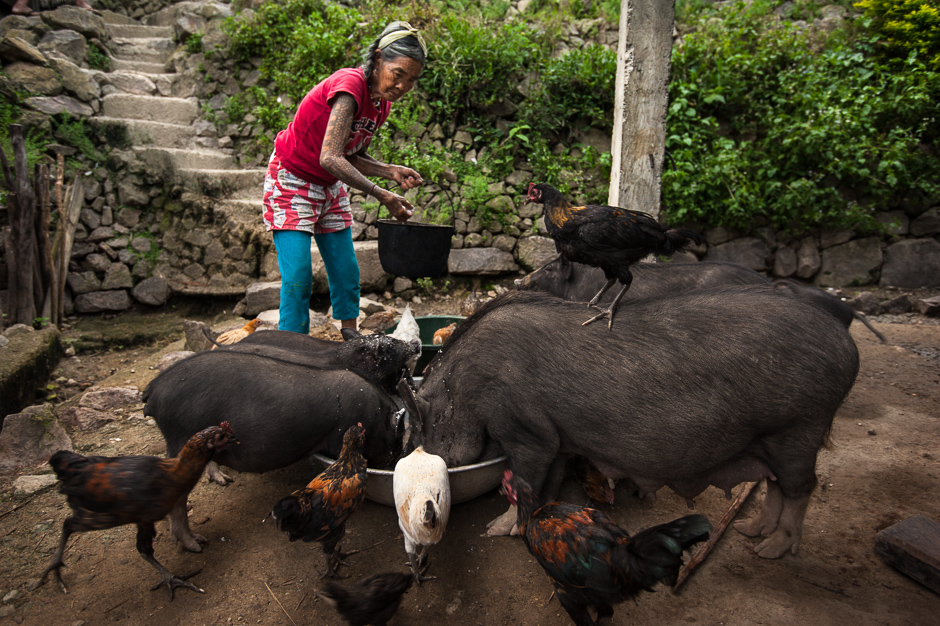 Fang-od feeding pigs Fang-od feeding pigs