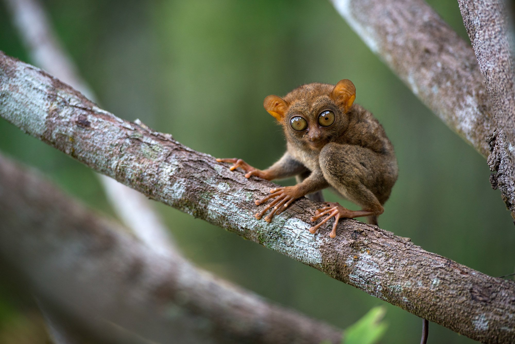 Mindanao tarsier Mindanao tarsier