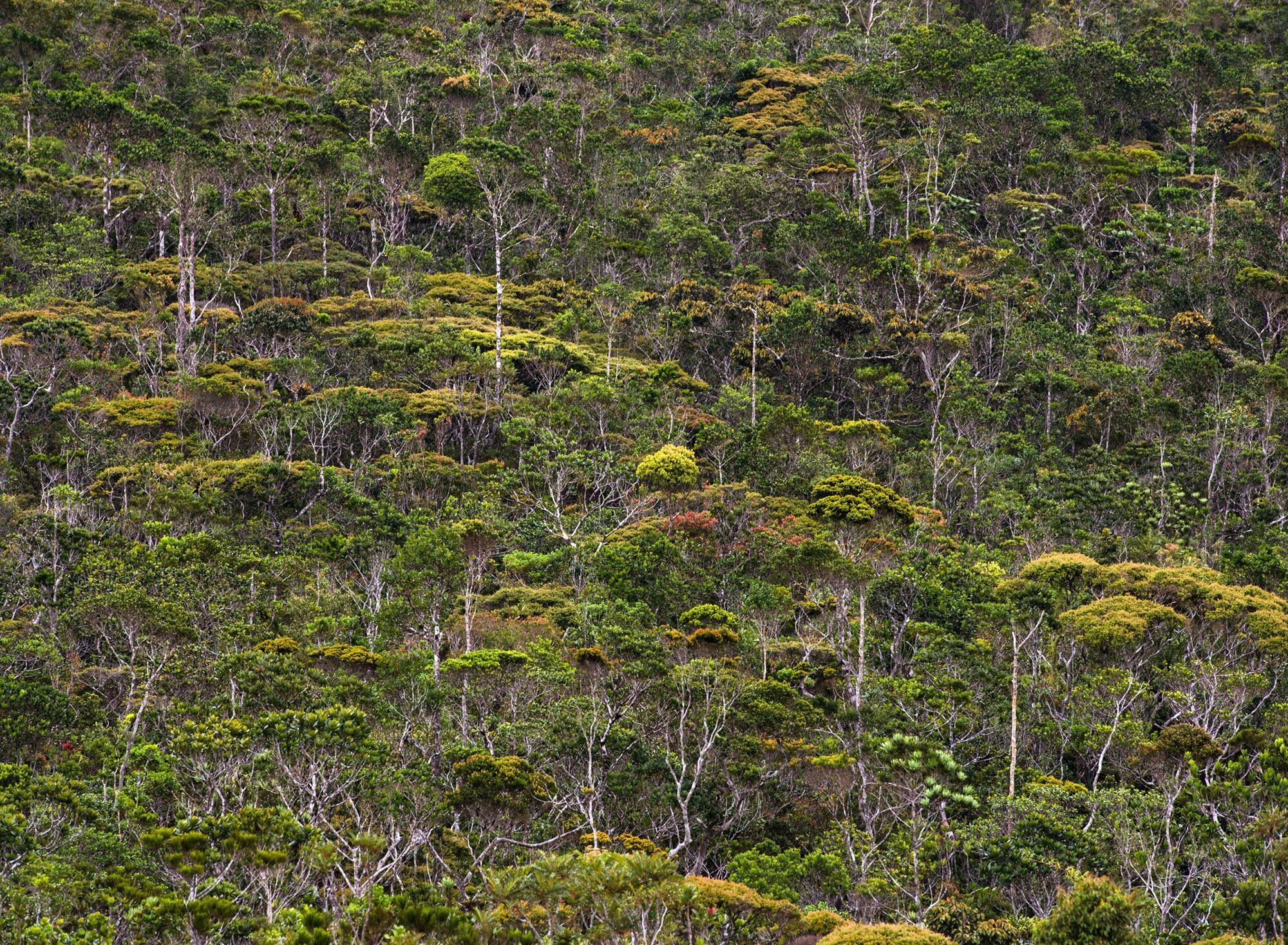 Pygmy Forest Pygmy Forest