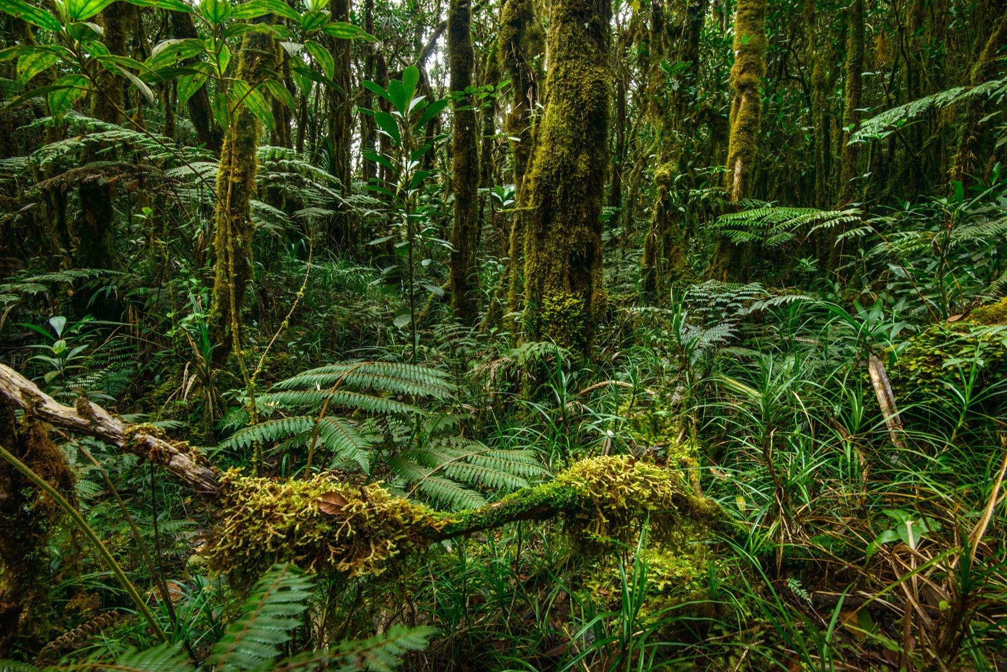 Mossy Forest Mossy Forest