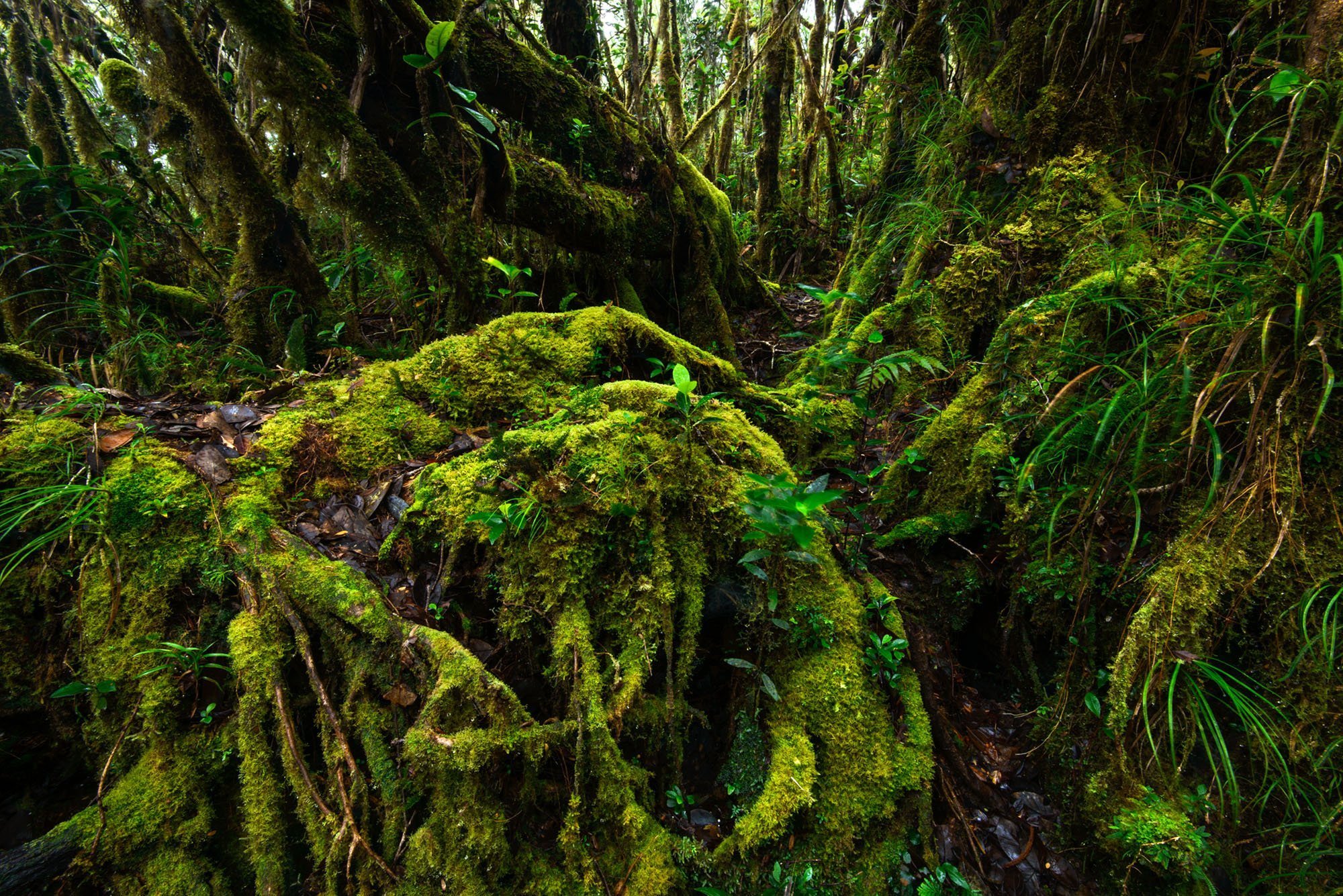 Mossy Forest Mossy Forest