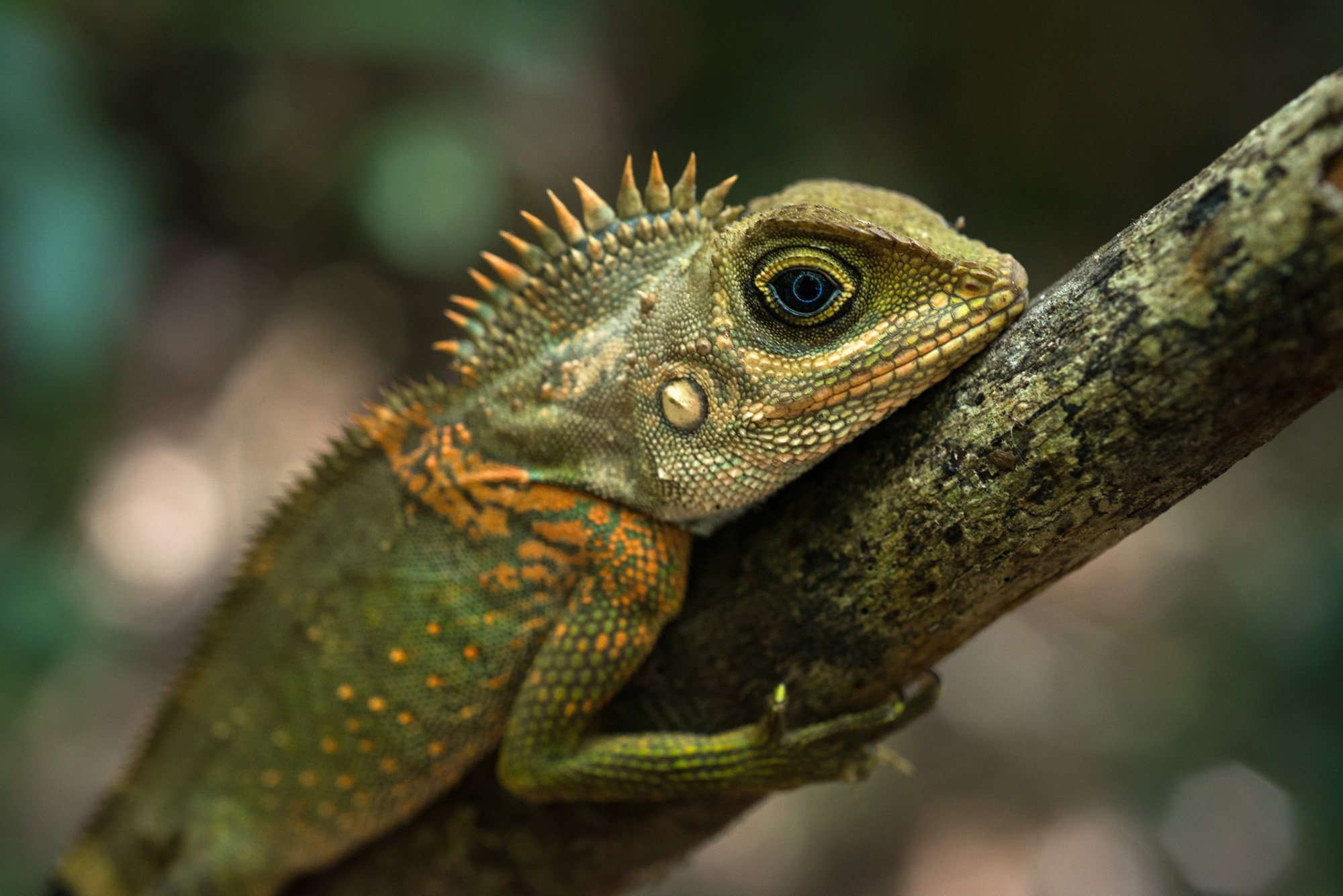 Lizard Lizard