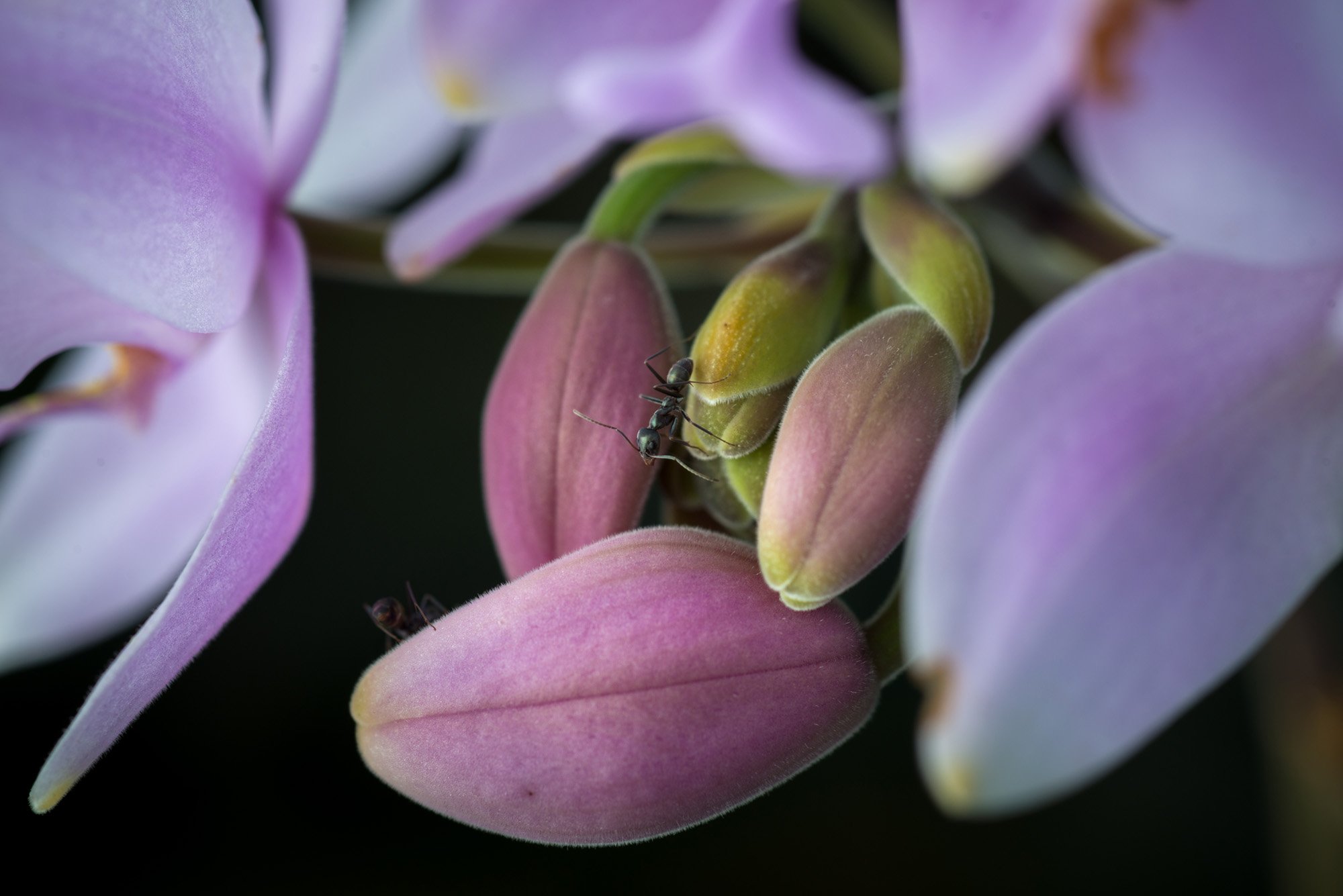 Ant on orchid bloom Ant on orchid bloom